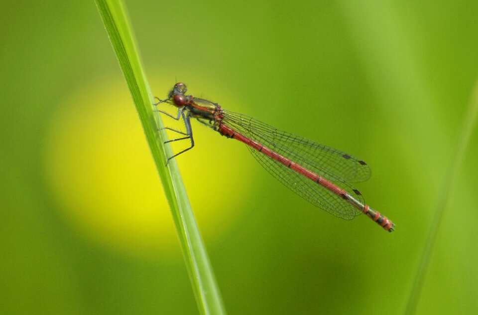 Insect close up flight insect
