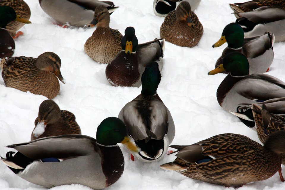 Animals bird water bird