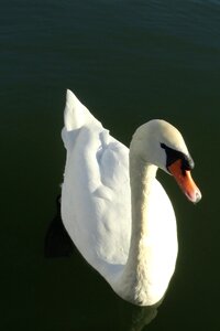 Water bird nature feather