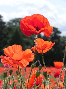 Field petal nature photo