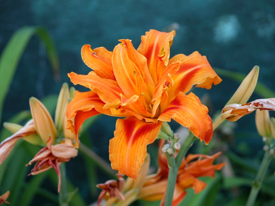 Flower fall colors