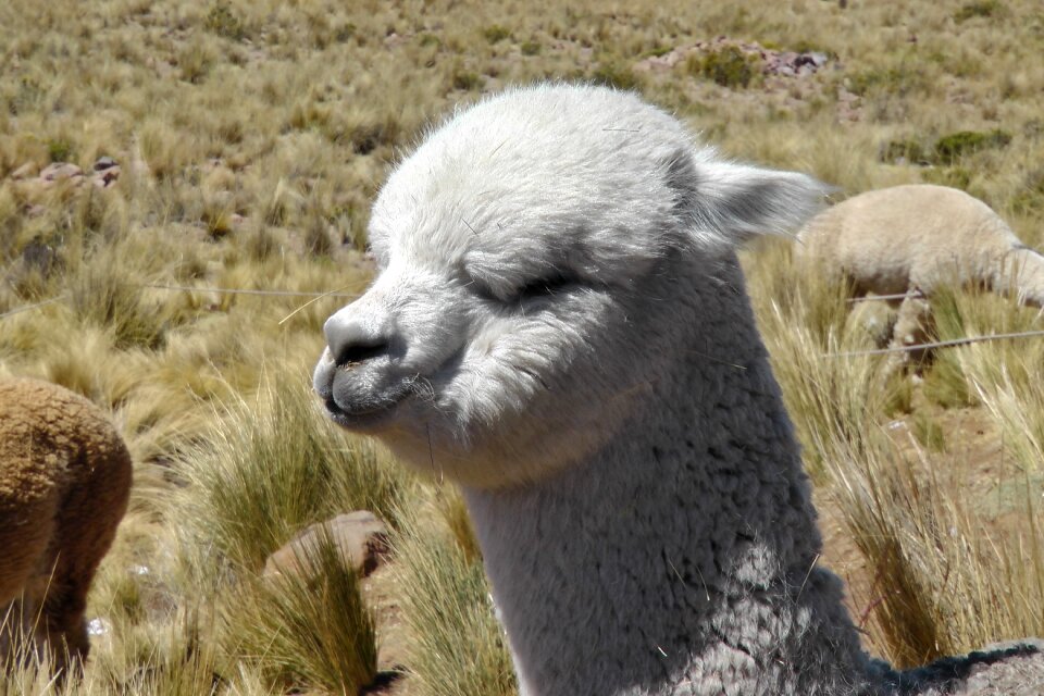 Ande animal cute