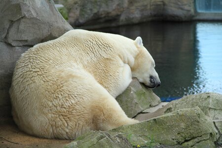 Sleep animal bear photo