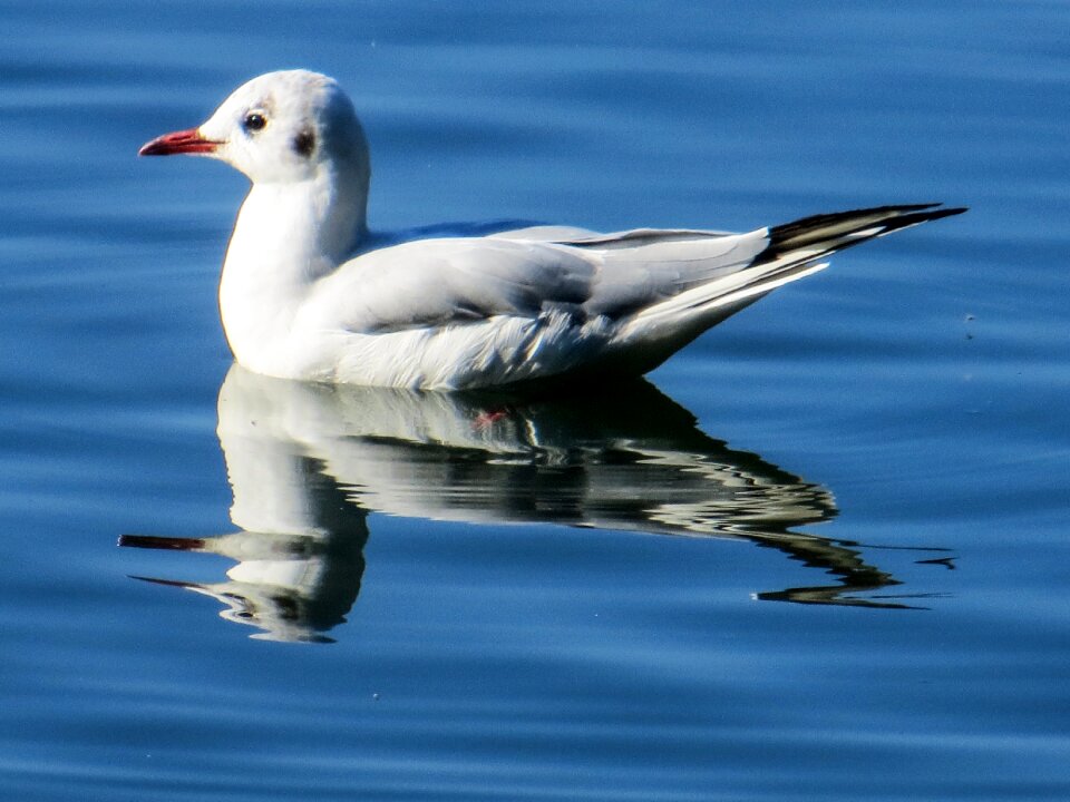 Seagull bird animal