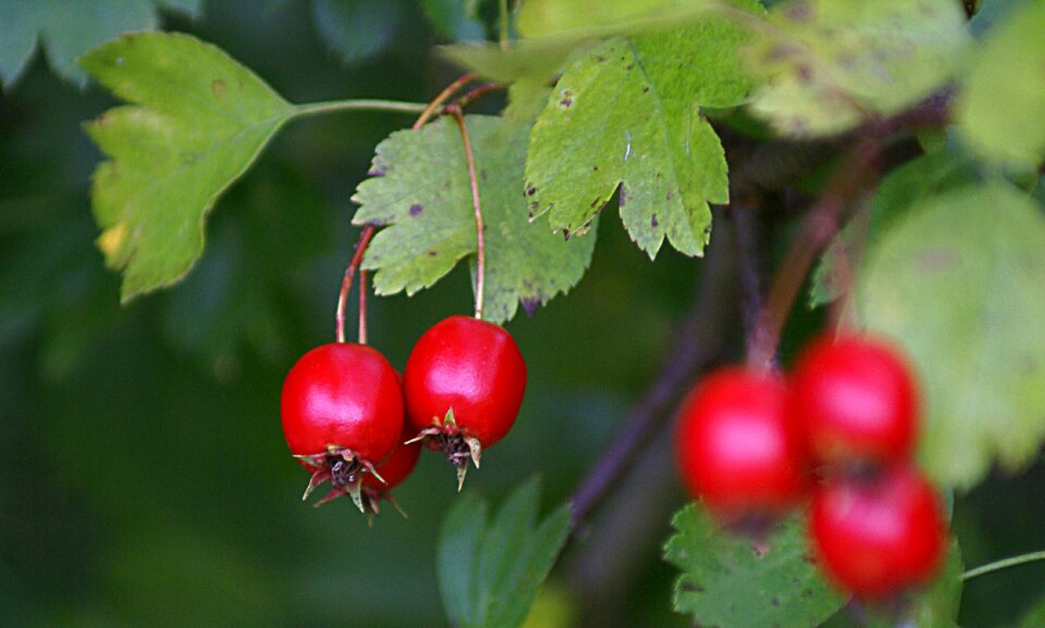 Red vegetation nature