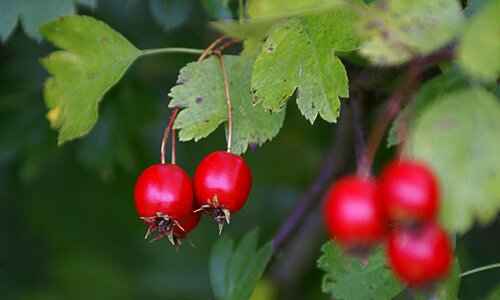 Red vegetation nature photo