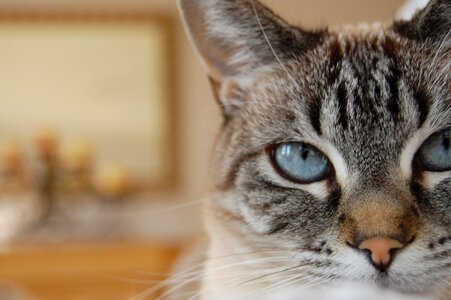 Feline eye gray