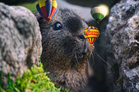 Black cream agouti rodents properties