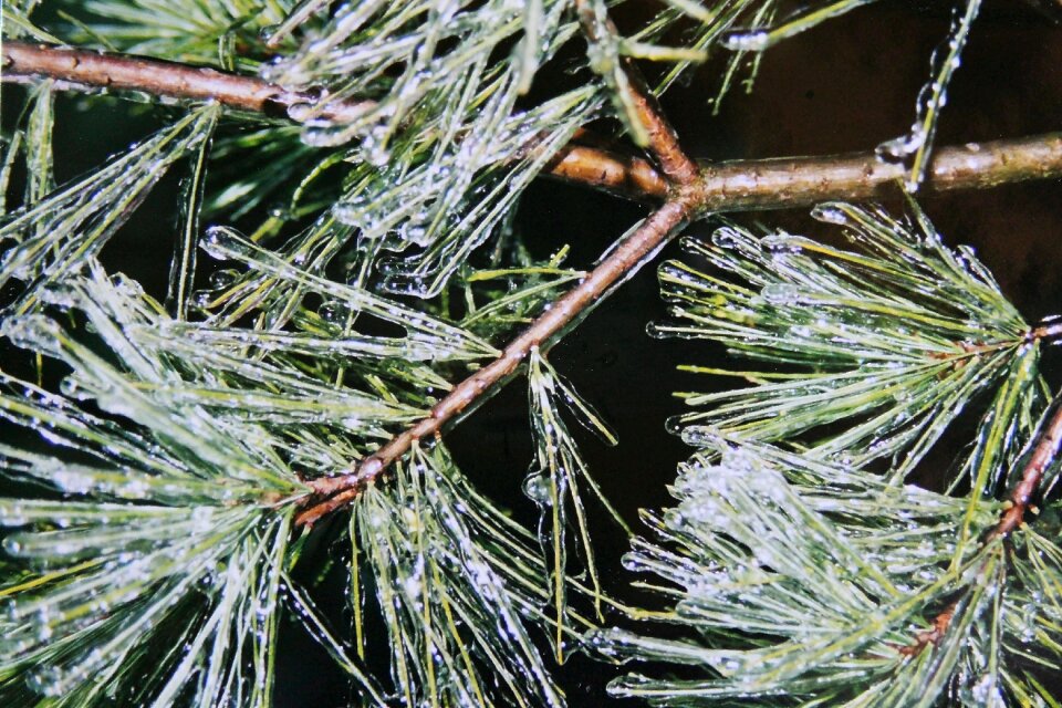 Winter eiskristalle branches
