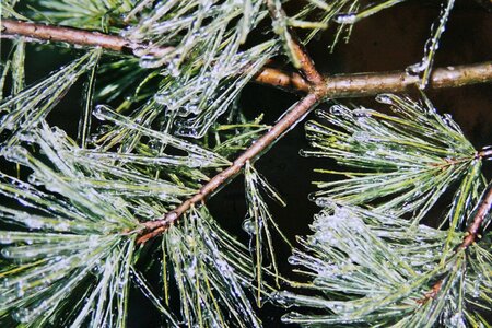 Winter eiskristalle branches