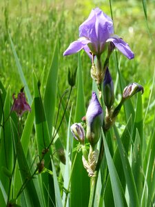 Purple plant nature photo