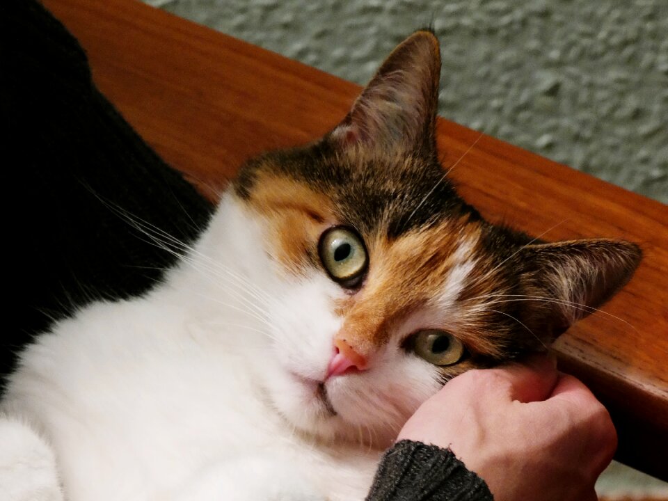 Lucky cat security trust