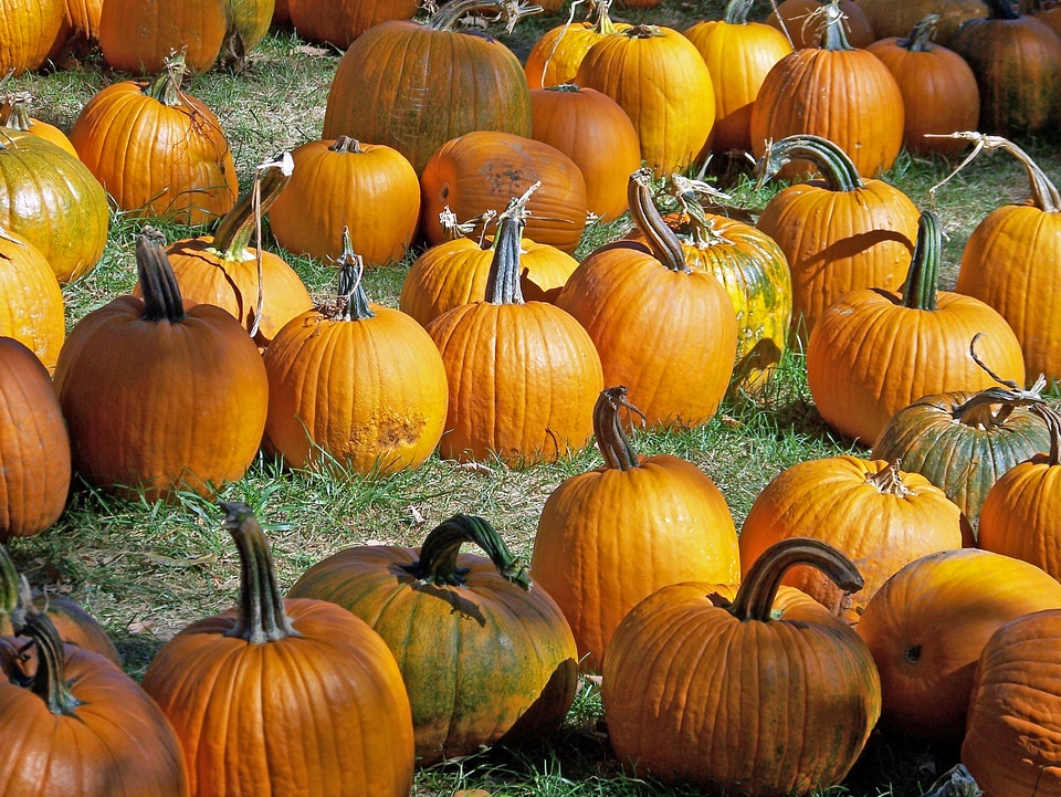 Halloween holiday celebration