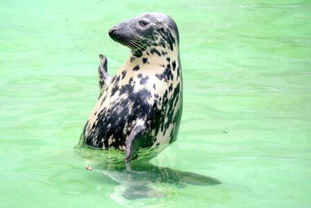 Print kaliningrad zoo photo