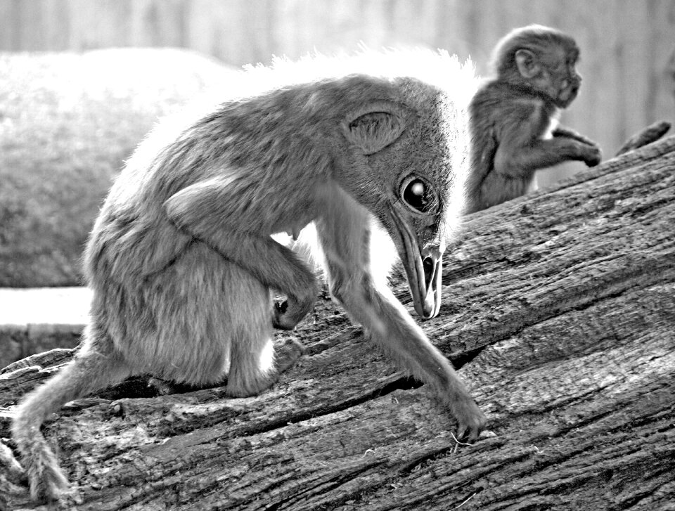 Mythical creatures fantasy creatures creature