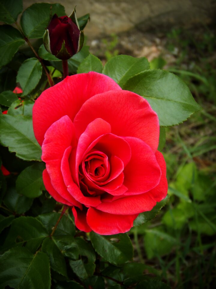 Garden nature warmth