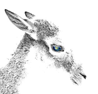 Composition digital art red deer