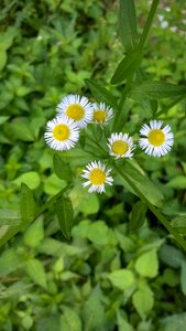 Chrysanthemum little flower the wild