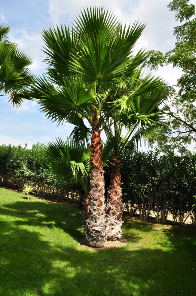 Palm tree shade tree high