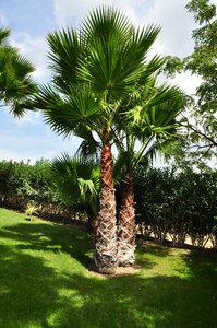 Palm tree shade tree high