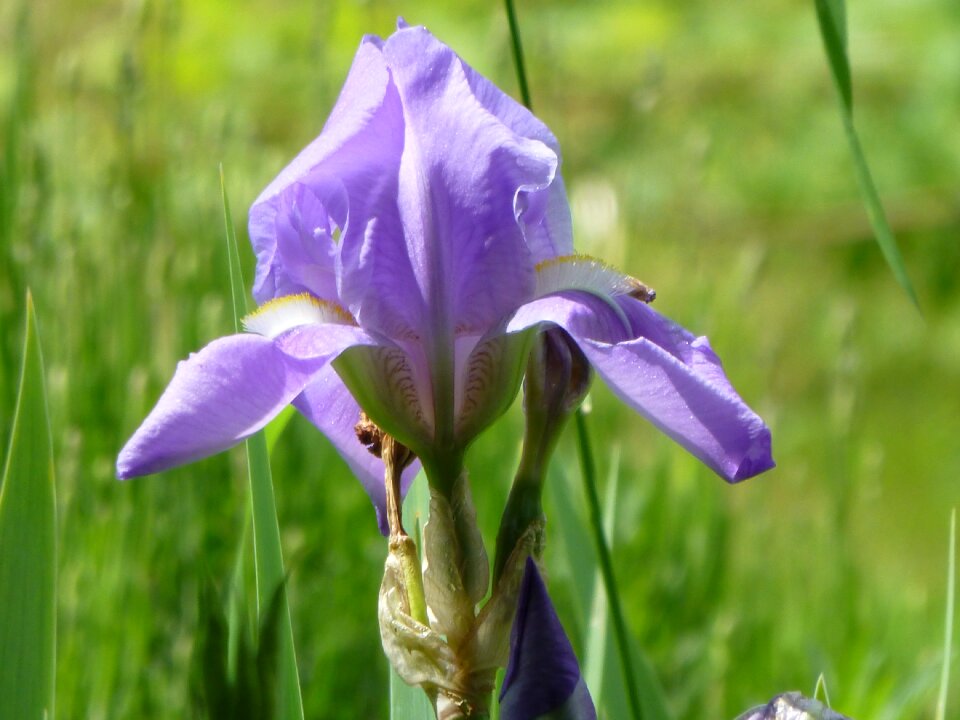 Purple plant nature