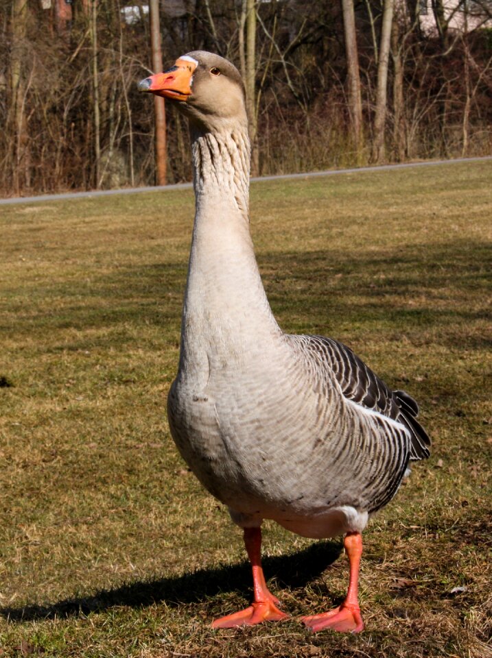 Goose water bird poultry