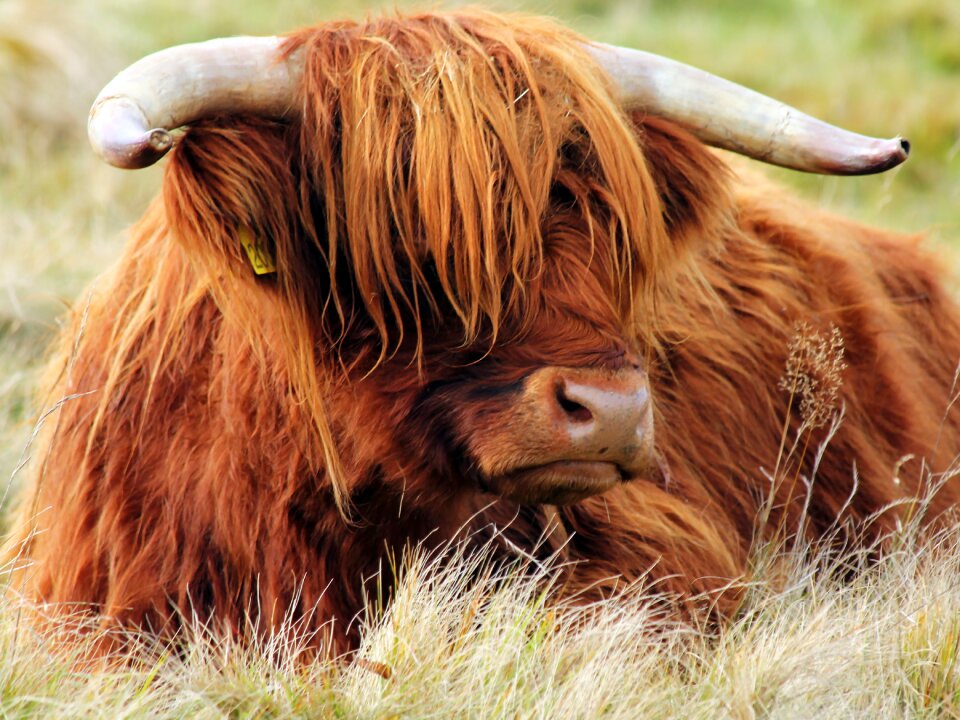 Cow mountains nature