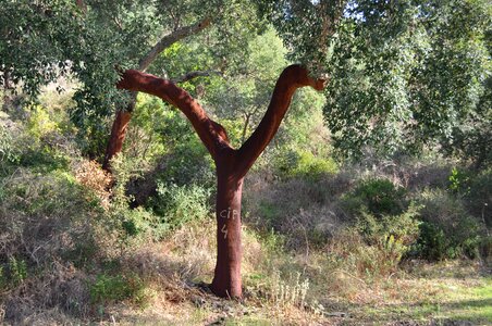 Layer cork oak nature