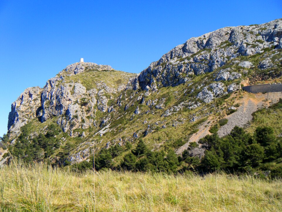 Tree forest mountains