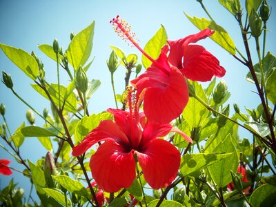 Pistil mediterranean fall flower