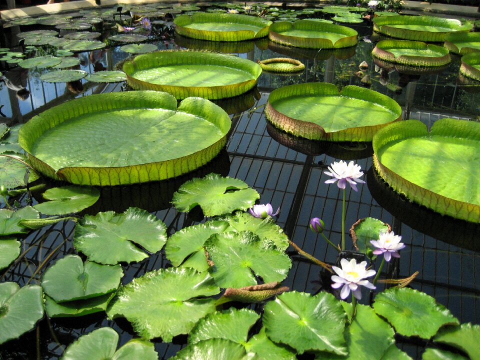 Botanic botanical flower