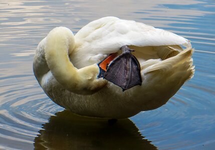 Animal water bird pride