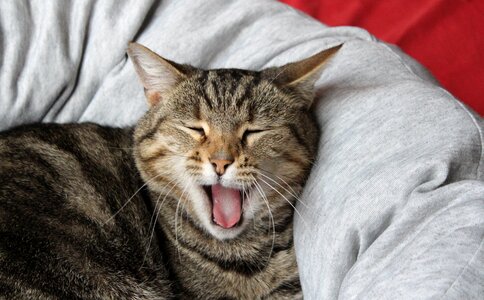 Basket yawn cat face photo