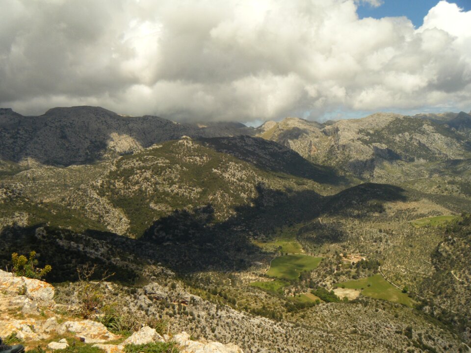 Tree forest mountains