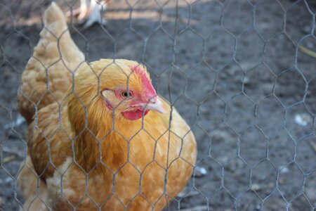 Animal farm fence photo