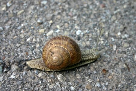 Nature animals slowly