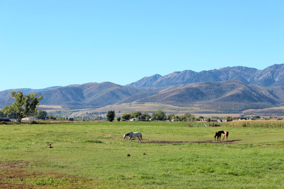 Pasture farm outdoor