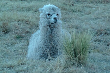Andean camelid camelid peru