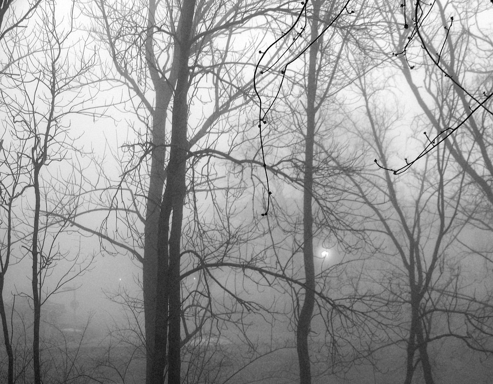 Nature landscape woods