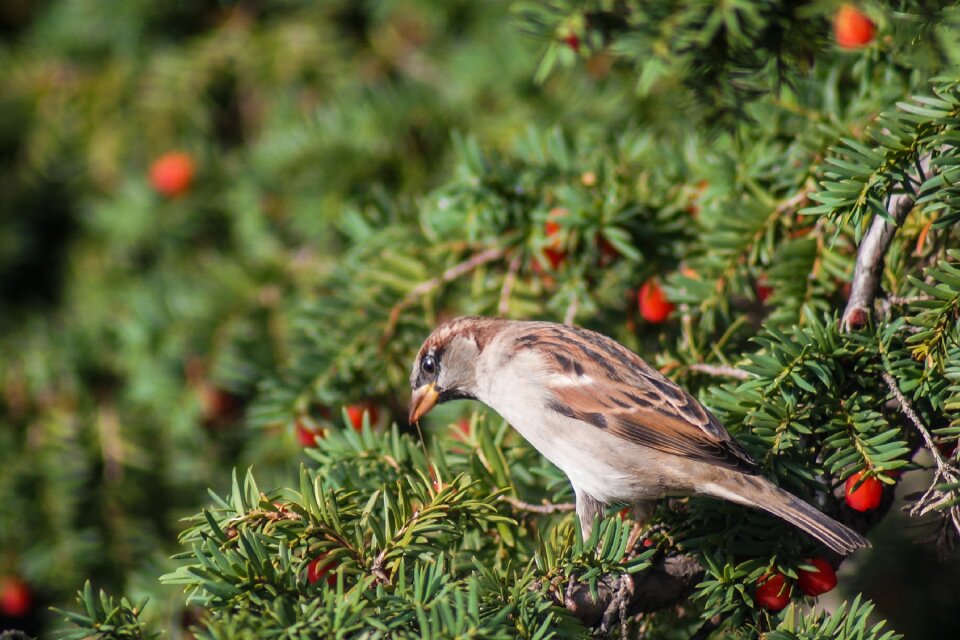 Animal wing beak photo