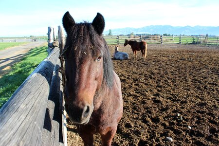 Domestic farm animals horse head photo