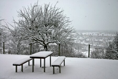 Trees table bank