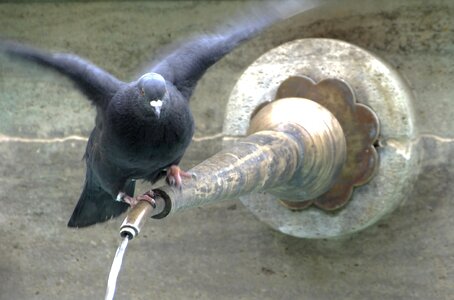 Animals city pigeon fountain