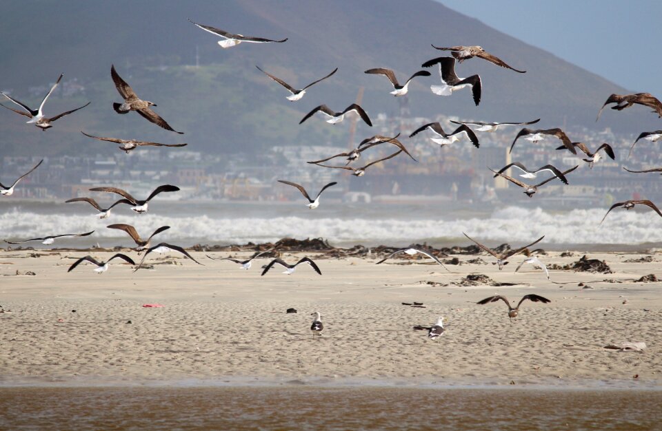 Flying sand beach water