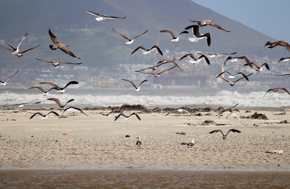 Flying sand beach water photo