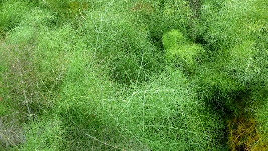 Plant green delicate
