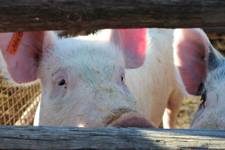 Farm pork meat