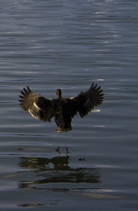 Flying wings sea