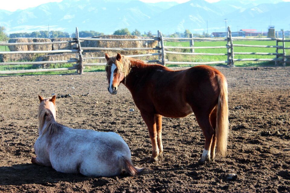 Domestic farm animals horse head