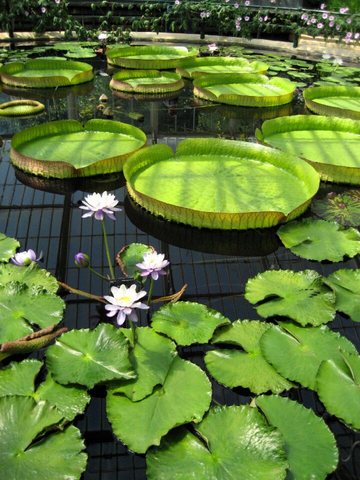 Botanic botanical flower